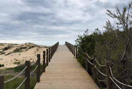Sturdy wooden stairs rise from the sandy beach, surrounded by tall grasses, leading to the top of the dune under a cloudy afternoon sky. The scene is calm and inviting.の写真素材