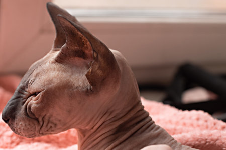 portrait of a cat of the Petersburg Sphinx breed with closed eyes sleeping on a pink blanket side viewの写真素材