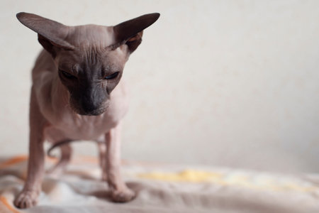 Sphinx cat light color beige with brown angry stands straight ears pressed looks out of the forehead...
