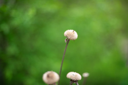 the plant is green young in the spring at sunset in the forest glows from the sunの写真素材