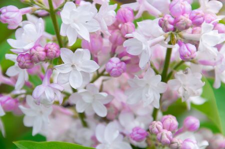 blooming lilac close up macro on a green backgroundの写真素材