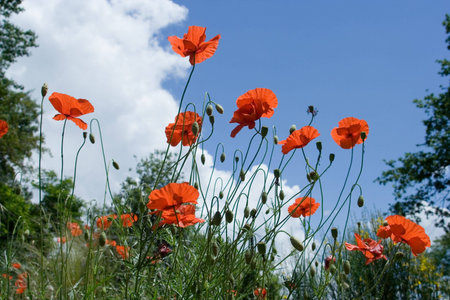 poppy