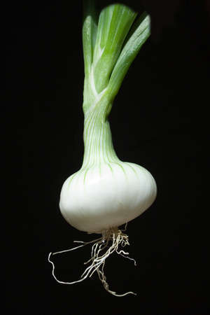 onion on black bottomの写真素材