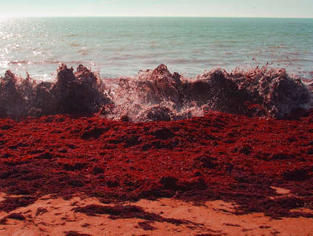 seaweed pollution on a beachの写真素材