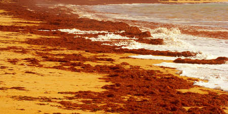 seaweed pollution on a beachの写真素材