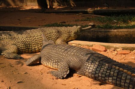 Crocodile Farm in Thailand with two batling crocodilesの写真素材