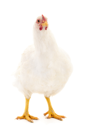 White hen isolated on white background, studio shot.の写真素材