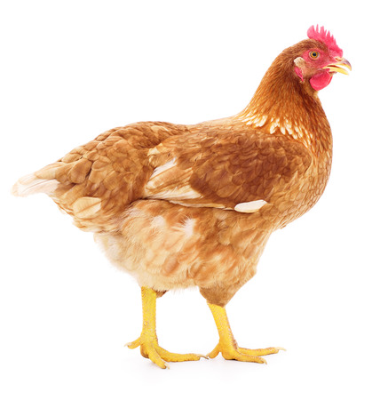 Brown hen isolated on white backgroundの写真素材