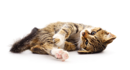 Small brown kitten on a white background.の写真素材