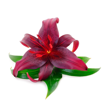 Two red lily isolated on white background.の写真素材
