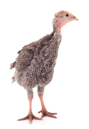 Young turkey bird isolated on white background.の写真素材