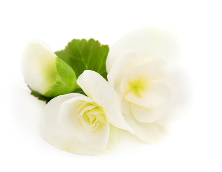 Begonia white flowers, isolated on white background.の写真素材