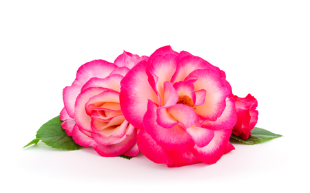 Beautiful bouquet of pink rose flowers isolated on white background.の写真素材