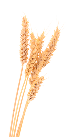 Ripe ears of wheat isolated on white background.の写真素材