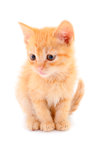 Small red kitten on a white backgroundの写真素材