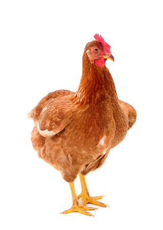 Young brown hen isolated on white background.の写真素材