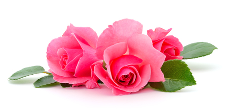 Beautiful bouquet of pink rose flowers isolated on white background.の写真素材