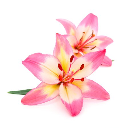 Two pink  lily isolated on white background.の写真素材