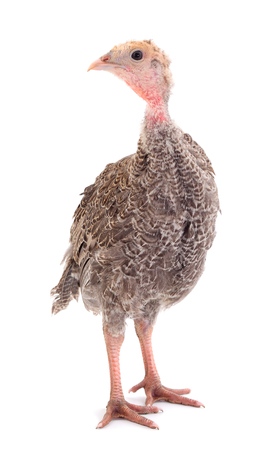 Young turkey bird isolated on white background.の写真素材