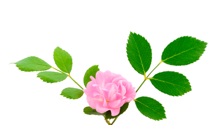 Pink roses flowers on branch and leaf isolated on white background.の写真素材