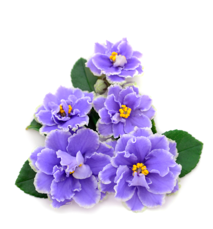 Saintpaulia (African violets) isolated on white background.の写真素材