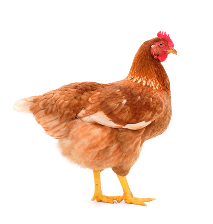 Young brown hen isolated on white background.の写真素材