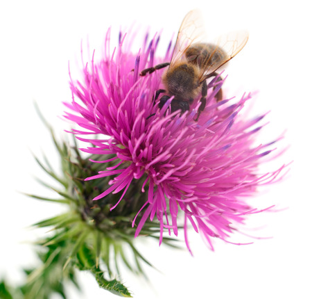 Honey bee on pink flower isolated on white background.の写真素材