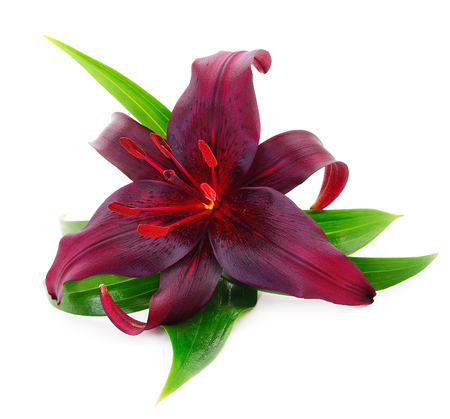 One red lily isolated on white background.の写真素材