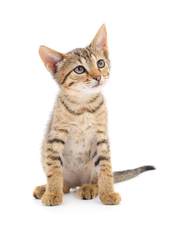 Small brown kitten on a white background.の写真素材