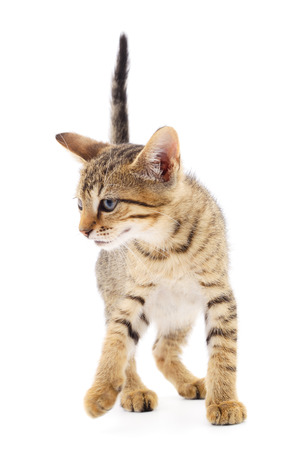 Small brown kitten on a white backgroundの写真素材