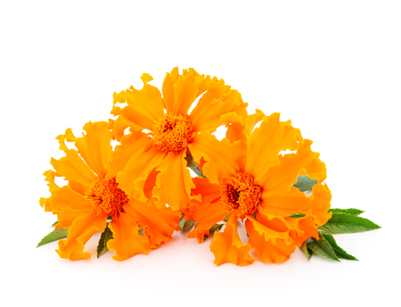 Beautiful orange marigold flower isolated on white background.の写真素材