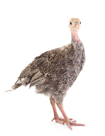 Young turkey bird isolated on white background.の写真素材