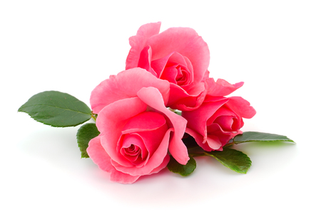 Pink roses flowers on branch and leaf isolated on white background.の写真素材