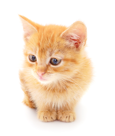 Small red kitten on a white backgroundの写真素材