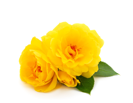 Beautiful bouquet of yellow roses flowers isolated on white background.の写真素材