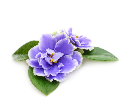 Saintpaulia (African violets) isolated on white background.の写真素材