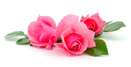 Beautiful bouquet of pink rose flowers isolated on white background.の写真素材