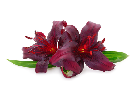 Two red lily isolated on white background.の写真素材