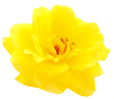 Yellow beautiful rose isolated on white background.の写真素材