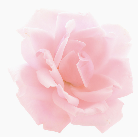 Pink rose flower isolated on white background.の写真素材