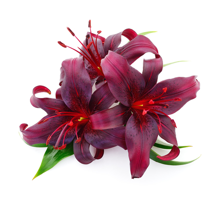 Three red lily isolated on white backgroundの写真素材