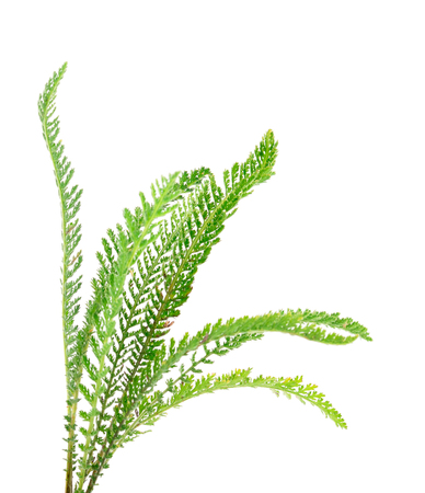 Yarrow (Achillea millefolium) isolated on white background.の写真素材