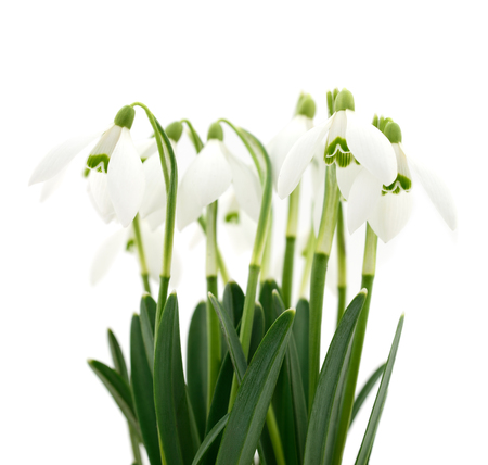 Spring flowers (snowdrops), isolated on white background.の写真素材