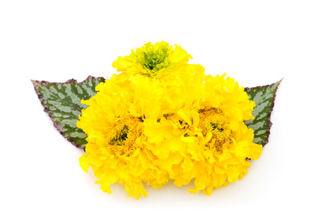 Beautifu marigold flower isolated on white background.の写真素材