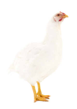 Young white hen isolated on white background.の写真素材