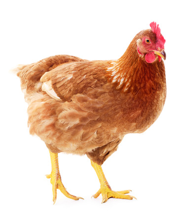 Young brown hen isolated on white background.の写真素材