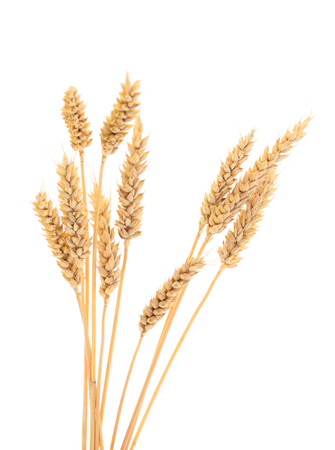 Ripe ears of wheat isolated on white background.の写真素材