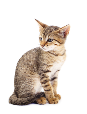 Small brown kitten on a white background.の写真素材