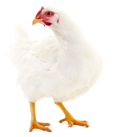 Young white hen isolated on white background.の写真素材