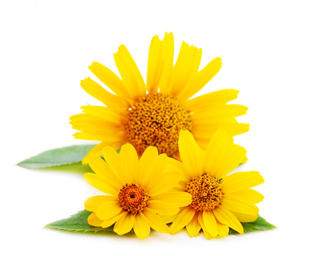 Yellow flower Rudbeckia, (mini sunflower) isolated on white background.の写真素材